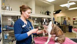 veterinary pathologist education